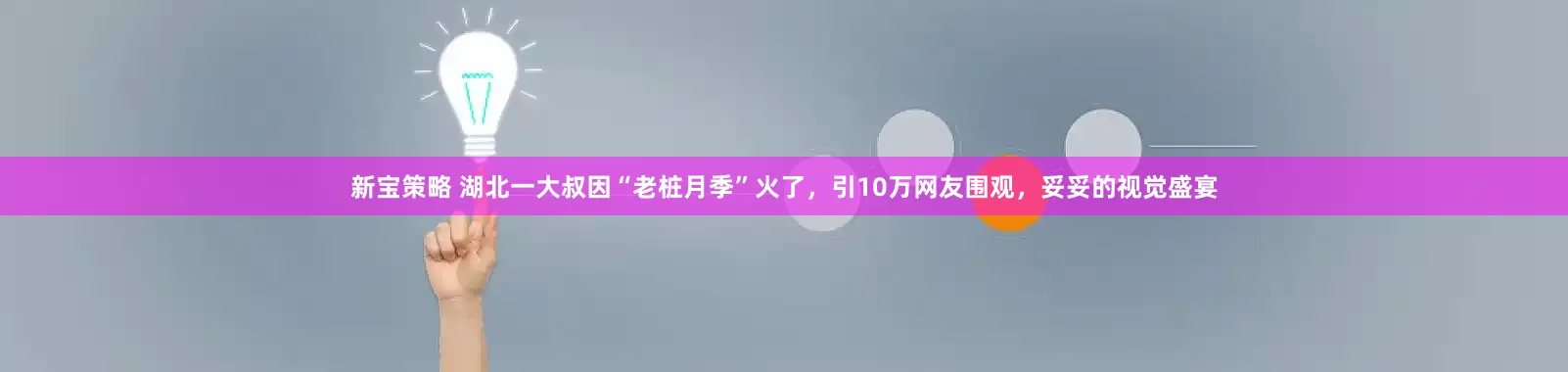 新宝策略 湖北一大叔因“老桩月季”火了，引10万网友围观，妥妥的视觉盛宴